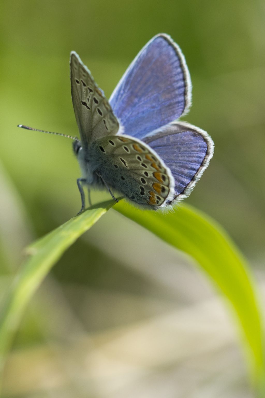 Polyommatus thersites?